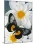 Miyana Meyeri Butterfly on Flowers-Darrell Gulin-Mounted Photographic Print