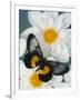 Miyana Meyeri Butterfly on Flowers-Darrell Gulin-Framed Photographic Print