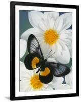 Miyana Meyeri Butterfly on Flowers-Darrell Gulin-Framed Photographic Print