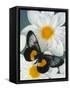 Miyana Meyeri Butterfly on Flowers-Darrell Gulin-Framed Stretched Canvas