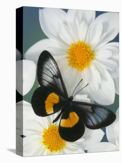 Miyana Meyeri Butterfly on Flowers-Darrell Gulin-Stretched Canvas