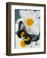 Miyana Meyeri Butterfly on Flowers-Darrell Gulin-Framed Photographic Print