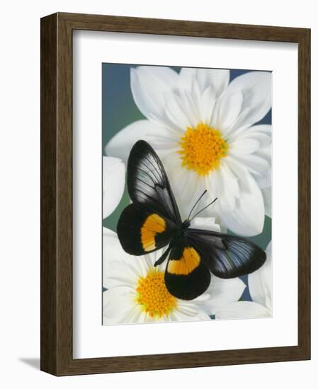 Miyana Meyeri Butterfly on Flowers-Darrell Gulin-Framed Photographic Print