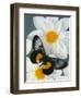 Miyana Meyeri Butterfly on Flowers-Darrell Gulin-Framed Photographic Print