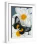 Miyana Meyeri Butterfly on Flowers-Darrell Gulin-Framed Photographic Print