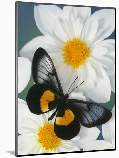 Miyana Meyeri Butterfly on Flowers-Darrell Gulin-Mounted Photographic Print