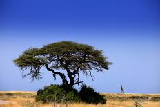 Bare Trees-MJO Photo-Framed Photographic Print