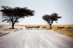 Namibia Desert-MJO Photo-Photographic Print