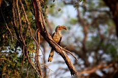 Wild Hornbill Bird-MJO Photo-Photographic Print