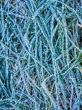 Grass Stems in a Winter Frost-MJT Photography-Photographic Print