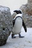 Wild African Penguin-mlorenz-Photographic Print