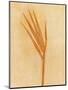 Wood Mount