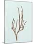 Wood Mount