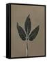 Canvas Black