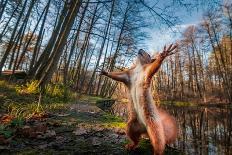 Funny Red Squirrell Standing in the Forest like Master of the Universe. Comic Animal-Mny-Jhee-Photographic Print