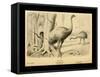 Moa Birds-Joseph Smit-Framed Stretched Canvas