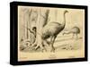 Moa Birds-Joseph Smit-Stretched Canvas