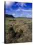 Moai at Ahu Tongariki, Easter Island, Chile-Angelo Cavalli-Stretched Canvas