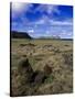 Moai at Ahu Tongariki, Easter Island, Chile-Angelo Cavalli-Stretched Canvas