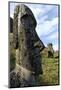 Moai in the Rano Raraku Volcanic Crater Formed of Consolidated Ash (Tuf)-Jean-Pierre De Mann-Mounted Photographic Print