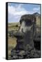 Moai-null-Framed Stretched Canvas