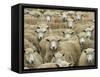 Mob of Sheep, Catlins, South Otago, South Island, New Zealand-David Wall-Framed Stretched Canvas