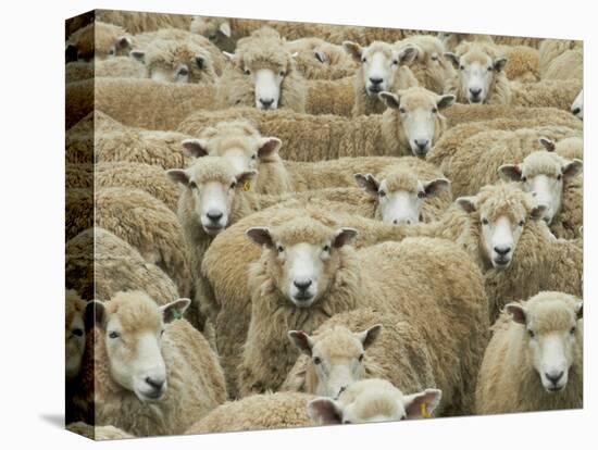 Mob of Sheep, Catlins, South Otago, South Island, New Zealand-David Wall-Stretched Canvas