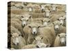 Mob of Sheep, Catlins, South Otago, South Island, New Zealand-David Wall-Stretched Canvas