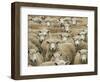 Mob of Sheep, Catlins, South Otago, South Island, New Zealand-David Wall-Framed Photographic Print