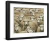 Mob of Sheep, Catlins, South Otago, South Island, New Zealand-David Wall-Framed Photographic Print