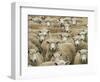 Mob of Sheep, Catlins, South Otago, South Island, New Zealand-David Wall-Framed Photographic Print