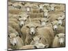 Mob of Sheep, Catlins, South Otago, South Island, New Zealand-David Wall-Mounted Photographic Print