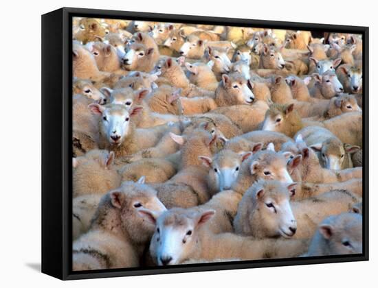 Mob of Sheep in Yard-David Wall-Framed Stretched Canvas