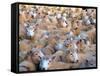 Mob of Sheep in Yard-David Wall-Framed Stretched Canvas