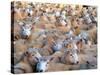 Mob of Sheep in Yard-David Wall-Stretched Canvas