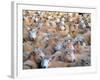 Mob of Sheep in Yard-David Wall-Framed Photographic Print