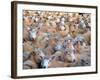 Mob of Sheep in Yard-David Wall-Framed Photographic Print