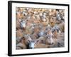 Mob of Sheep in Yard-David Wall-Framed Photographic Print