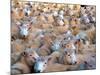 Mob of Sheep in Yard-David Wall-Mounted Photographic Print