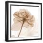 Mocha Rose-Albert Koetsier-Framed Art Print