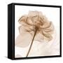 Mocha Rose-Albert Koetsier-Framed Stretched Canvas