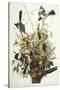 Mocking Bird. Northern Mockingbird (Mimus Polyglottos), Plate Xxi, from 'The Birds of America'-John James Audubon-Stretched Canvas