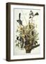 Mocking Bird. Northern Mockingbird (Mimus Polyglottos), Plate Xxi, from 'The Birds of America'-John James Audubon-Framed Giclee Print