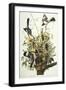 Mocking Bird. Northern Mockingbird (Mimus Polyglottos), Plate Xxi, from 'The Birds of America'-John James Audubon-Framed Giclee Print