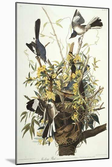 Mocking Bird. Northern Mockingbird (Mimus Polyglottos), Plate Xxi, from 'The Birds of America'-John James Audubon-Mounted Giclee Print