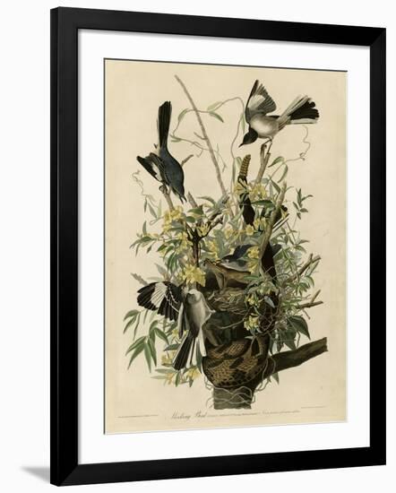 Mocking Bird-null-Framed Giclee Print