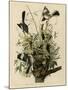 Mocking Bird-null-Mounted Giclee Print