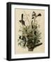 Mocking Bird-null-Framed Giclee Print