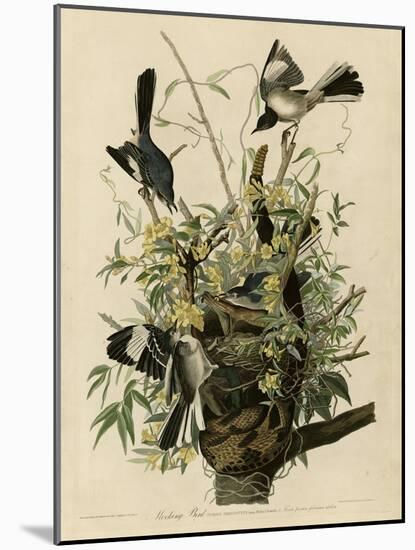 Mocking Bird-null-Mounted Giclee Print