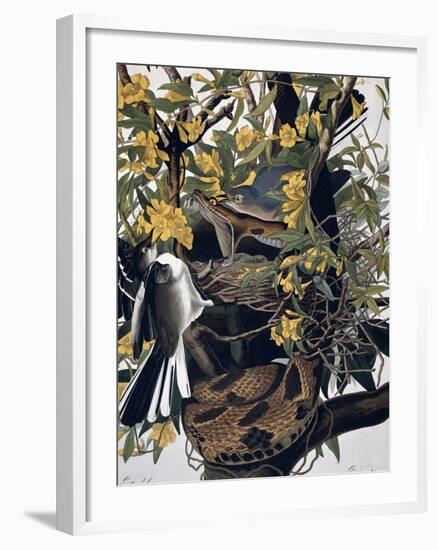 Mocking Birds and Rattlesnake, from Birds of America, Engraved by Robert Havell-John James Audubon-Framed Giclee Print